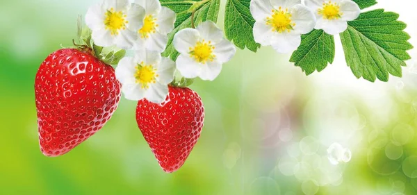 Frescura Verano Sabrosas Fresas —  Fotos de Stock