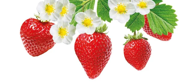 Frische Schmackhafte Rote Erdbeeren — Stockfoto