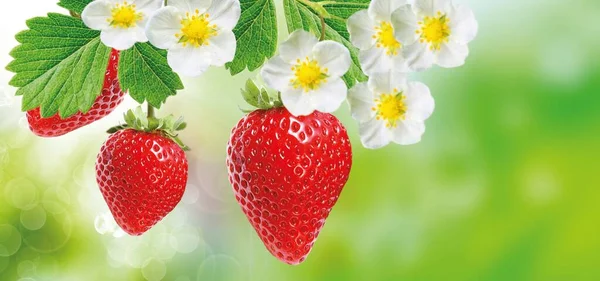 Frische Leckere Erdbeeren Natur Sommer — Stockfoto