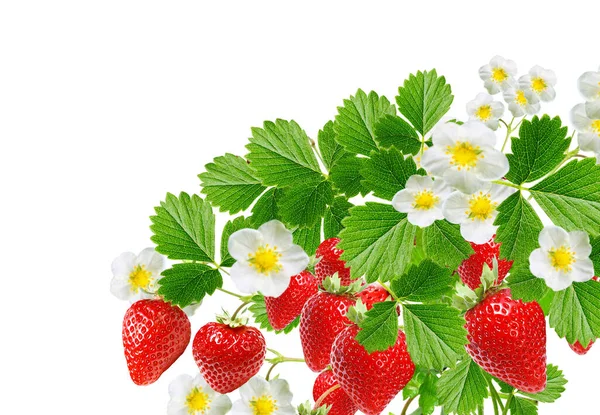Früchte Pflanzen Sortenreine Erdbeeren Mit Roten Reifebeeren Auf Weißen — Stockfoto