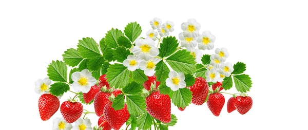 Fruits Plant Graden Strawberries Witch Red Ripeberries White Background — Stock Photo, Image