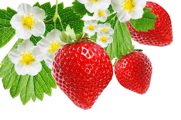 Blooming Erdbeerplantage Mit Beeren — Stockfoto