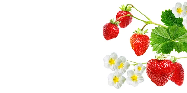 Çilek Çiçeği Açan Cadı Beyaz Üzerine Kırmızı Lezzetli Meyveler — Stok fotoğraf