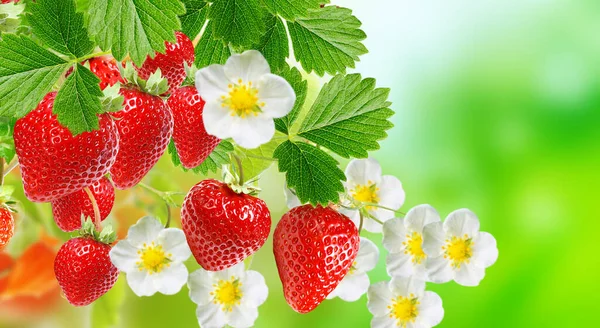 Bauernhof Frische Erdbeeren Hintergrund — Stockfoto