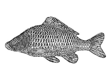 sazan vektör çizim