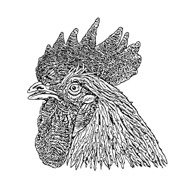 Cabeza de polla Vector Ilustración — Archivo Imágenes Vectoriales