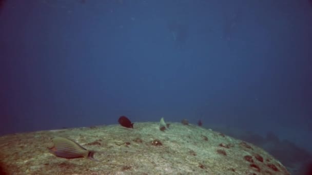 Monde Sous Marin Tropical Vue Sous Marine Sur Récif Corallien — Video