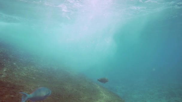 Tropical Υποβρύχιο Κόσμο Υποβρύχια Θέα Στον Κοραλλιογενή Ύφαλο Και Τροπικό — Αρχείο Βίντεο