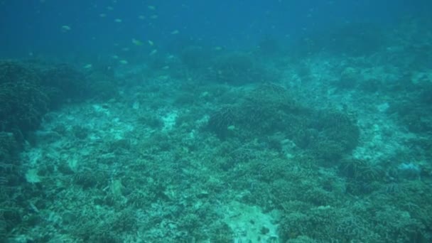 Trópusi Víz Alatti Világ Víz Alatti Kilátás Korallzátony Trópusi Víz — Stock videók