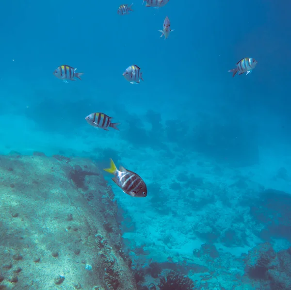 Paysage Sous Marin Avec Poissons Coralliens Tropicaux Ecole Poissons Dascillus — Photo