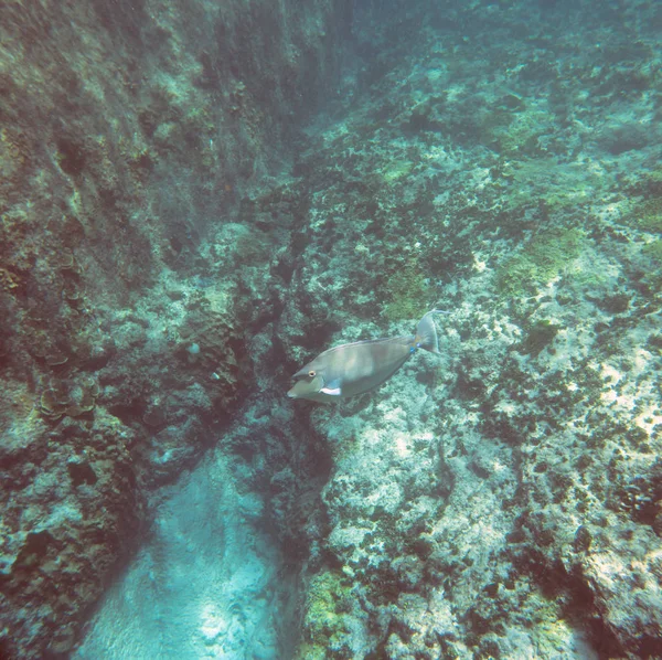 Vista Subaquática Sobre Recife Coral Mundo Subaquático Tropical Mergulho Mergulho — Fotografia de Stock