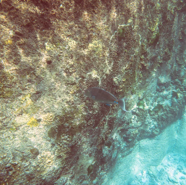 Unterwasserblick Auf Das Korallenriff Und Die Tropische Unterwasserwelt Tauchen Und — Stockfoto