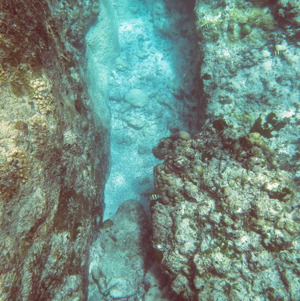 Vista Submarina Sobre Arrecife Coral Mundo Submarino Tropical Buceo Snorkel —  Fotos de Stock