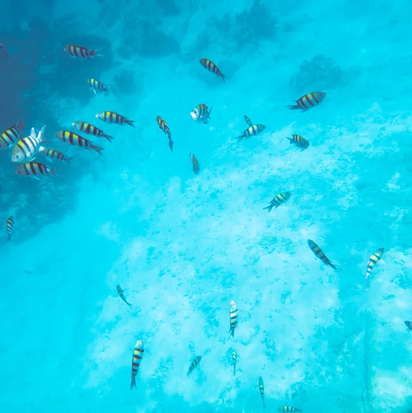 水下景观与热带珊瑚鱼 Dascillus 鱼学校 — 图库照片