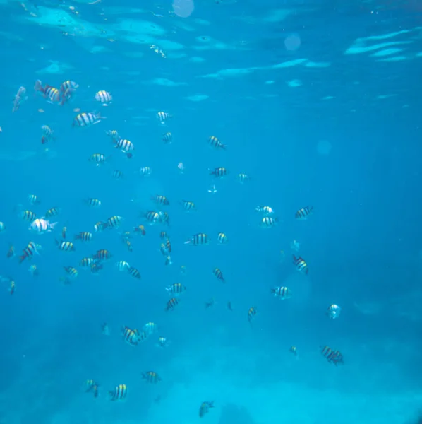 Unterwasserlandschaft Mit Tropischen Korallenfischen Schwarm Der Dicillus Fische — Stockfoto