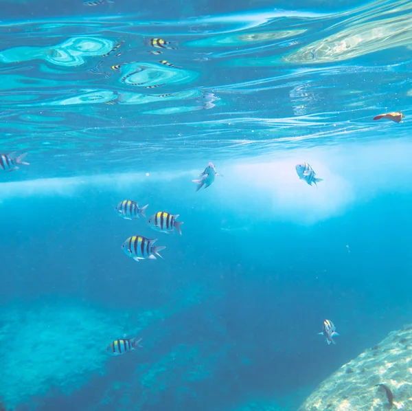 Paysage Sous Marin Avec Poissons Coralliens Tropicaux Ecole Poissons Dascillus — Photo