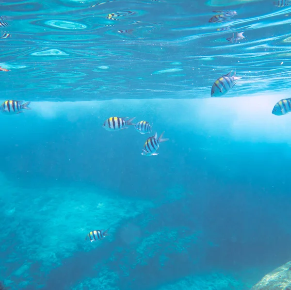 水下景观与热带珊瑚鱼 Dascillus 鱼学校 — 图库照片