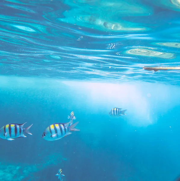 Underwater Landscape Tropical Coral Fishes School Dascillus Fish — Stock Photo, Image