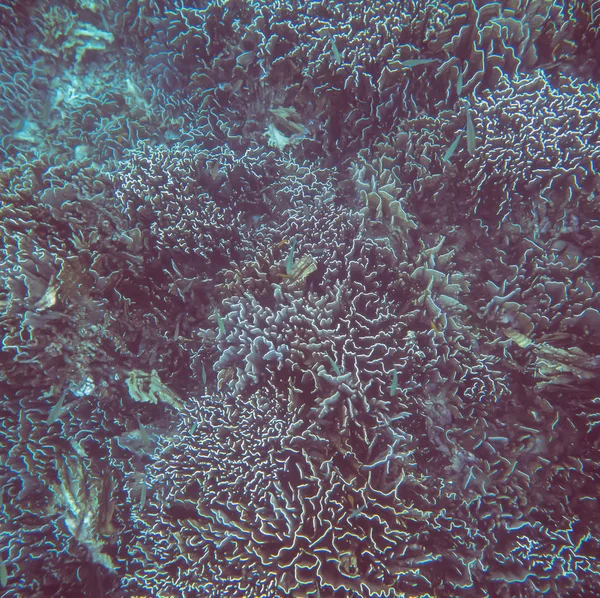 Vista Submarina Sobre Arrecife Coral Mundo Submarino Tropical Buceo Snorkel — Foto de Stock