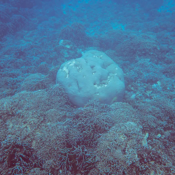 Vista Subaquática Sobre Recife Coral Mundo Subaquático Tropical Mergulho Mergulho — Fotografia de Stock