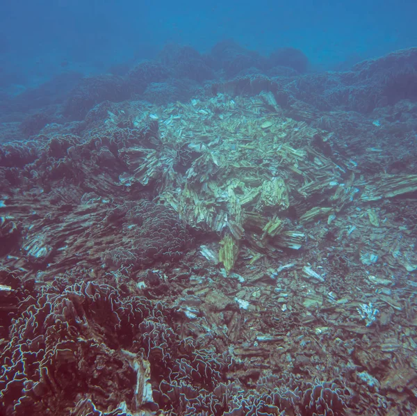 Vista Submarina Sobre Arrecife Coral Mundo Submarino Tropical Buceo Snorkel — Foto de Stock