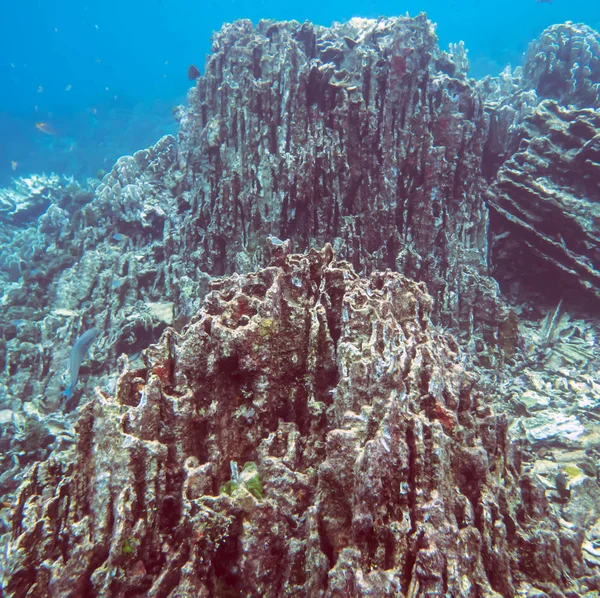 Vista Submarina Sobre Arrecife Coral Mundo Submarino Tropical Buceo Snorkel — Foto de Stock