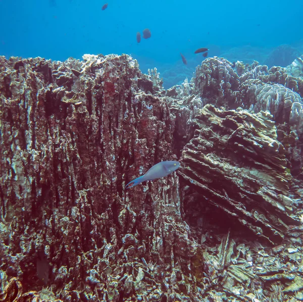 Vista Submarina Sobre Arrecife Coral Mundo Submarino Tropical Buceo Snorkel —  Fotos de Stock