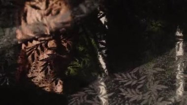 Güzel kadının dikey, dantel desen gölge ve güneş ışığı yüzünde / güzel dantel kumaş ile oynayan kadın. O pencerenin yakın duran ve dantel desen gölge ve güneş ışınlarının yüzünde - ağır çekimde video var