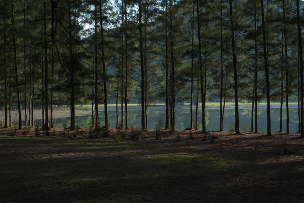 Floresta Arborizada Com Nevoeiro Antes Pôr Sol Início Manhã — Fotografia de Stock