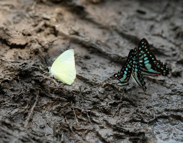 Imagen Cerca Multitud Mariposas Colores Están Comiendo Mineral Esencial Selva — Foto de Stock
