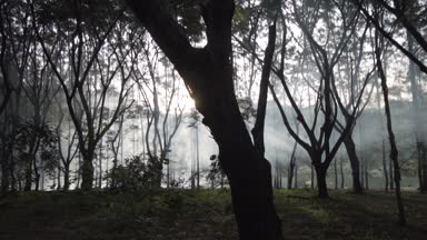 Güzel orman ağaçları geri sis/Wooded orman ile güneş ışığı tarafından gün batımından önce ağaç dalları aydınlatıcı orman katta ağaçların arasından dökülen güneş ışınları ile yaktı