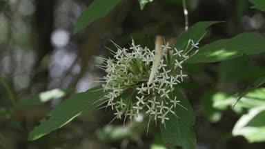 Büyük turuncu Tip Kelebek closeup/büyük portakal uç kelebek Tayland - ağır çekim video Hebomoia Glaucippe