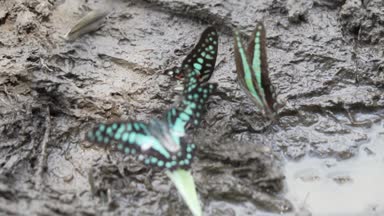 Çamurlu zemin/Crowded renkli kelebek üzerinde renkli kelebekler tropikal yağmur ormanlarında - ağır çekimde video temel mineral yiyorsun