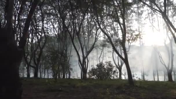 Hermoso Bosque Con Niebla Árboles Forestales Arbolados Iluminados Por Luz — Vídeo de stock
