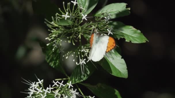 Wielki Koniuszek Pomarańczowy Motyl Pomarańczowy Zbliżenie Wielka Wskazówka Motyl Hebomoia — Wideo stockowe