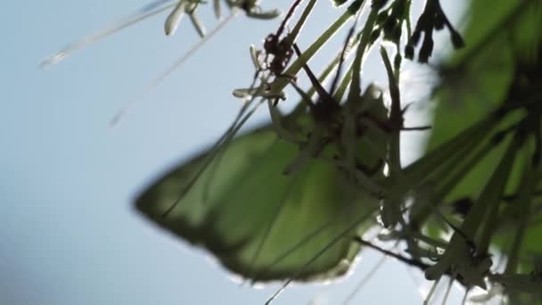 Möwenschmetterling Auf Der Pflanze Möwenschmetterling Auf Der Pflanze Über Blauem — Stockvideo