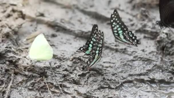 Papillons Colorés Sur Sol Boueux Des Papillons Colorés Mangent Des — Video