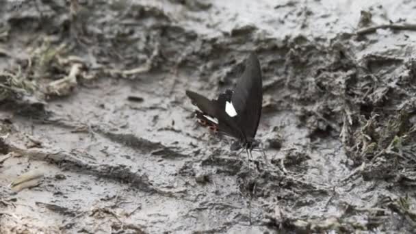 Mariposas Coloridas Suelo Fangoso Multitud Mariposas Coloridas Están Comiendo Mineral — Vídeos de Stock