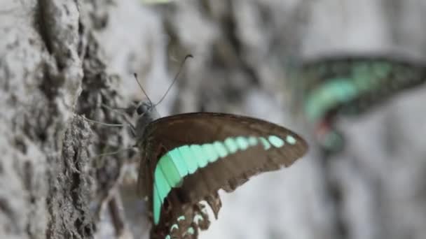 Mariposas Coloridas Suelo Fangoso Multitud Mariposas Coloridas Están Comiendo Mineral — Vídeo de stock