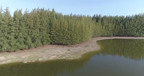 Vue Aérienne Forêt Tropicale Verte Avec Rivière Beau Paysage Naturel — Video