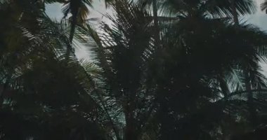 Alt görünümü ve palmiye ağaçlarının ışınları/parlak güneş hurma ile parlıyor görüntüsünü kaydırma güneş ile bırakır. Tropikal sahne kavramı - ağır çekim video