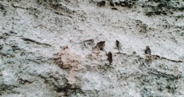 Havadan görünümü oturan kireçtaşı uçurumdaki / hava maymun Robot maymunlar Bali, Endonezya kireçtaşı uçurumun üzerinde oturan görünümünü