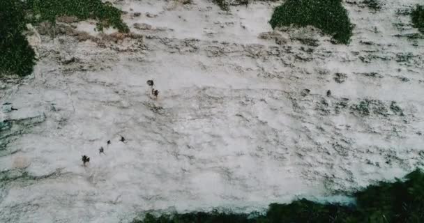 Aerial View Monkeys Sitting Limestone Cliff Aerial Drone View Monkeys — Stock Video