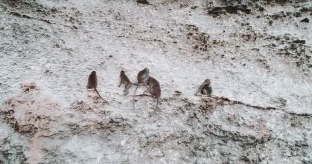 Luftaufnahme Von Affen Die Auf Der Kalksteinklippe Sitzen Luftaufnahme Von — Stockvideo