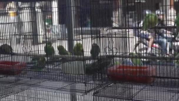 Pássaros Papagaio Gaiola Vídeo Pássaros Papagaio Com Silhuetas Pessoas Moto — Vídeo de Stock