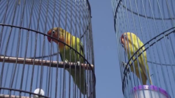 オウムは青い空を背景にケージの鳥 夏の晴れた日のスローモーションのビデオの中に青い空を背景に鳥のオウムのビデオ — ストック動画