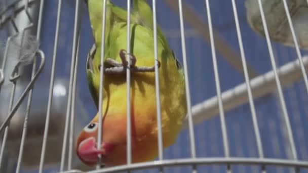 青い空を背景にオウムのケージの中の鳥 夏の晴れた日のスローモーションのビデオの中に青い空を背景にオウム鳥のビデオ — ストック動画