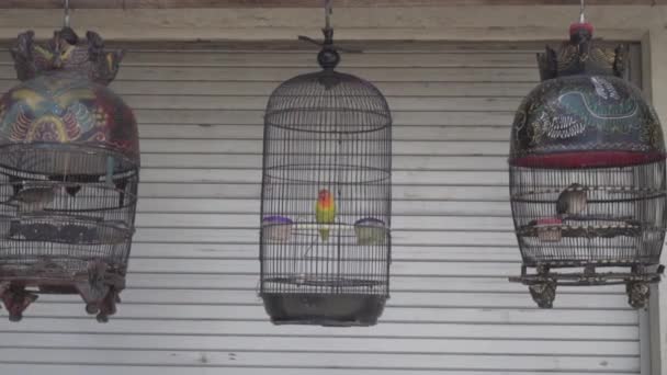 Pájaros Jaula Jaulas Colgantes Con Aves Tradicional Mercado Asiático Mascotas — Vídeos de Stock