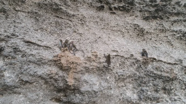 Aerial Drone View Monkeys Sitting Limestone Cliff Bali Indonesia — Stock Photo, Image