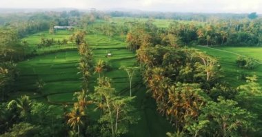 Pirinç tarlaları Bali / hava hava görünümünü robot görünümü güzel pirinç tarlaları Bali günbatımı sırasında Endonezya